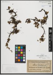 Foto von Salix serpyllifolia Scop.